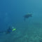 Asiwo Patinete Subacuático Eléctrico con Motores Duales, Soporte para Cámara, para Buceo y Natación, Verde